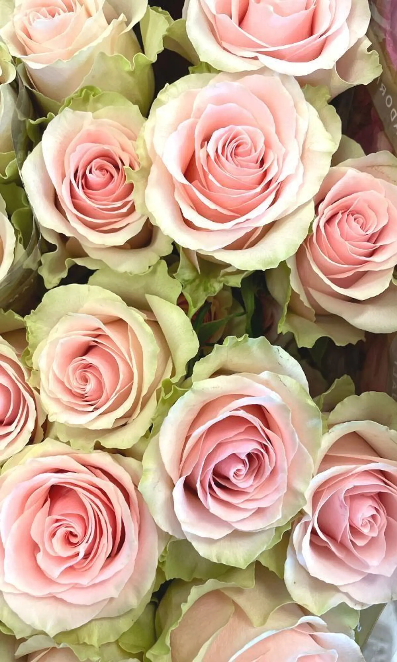 ECUADOR ROSES