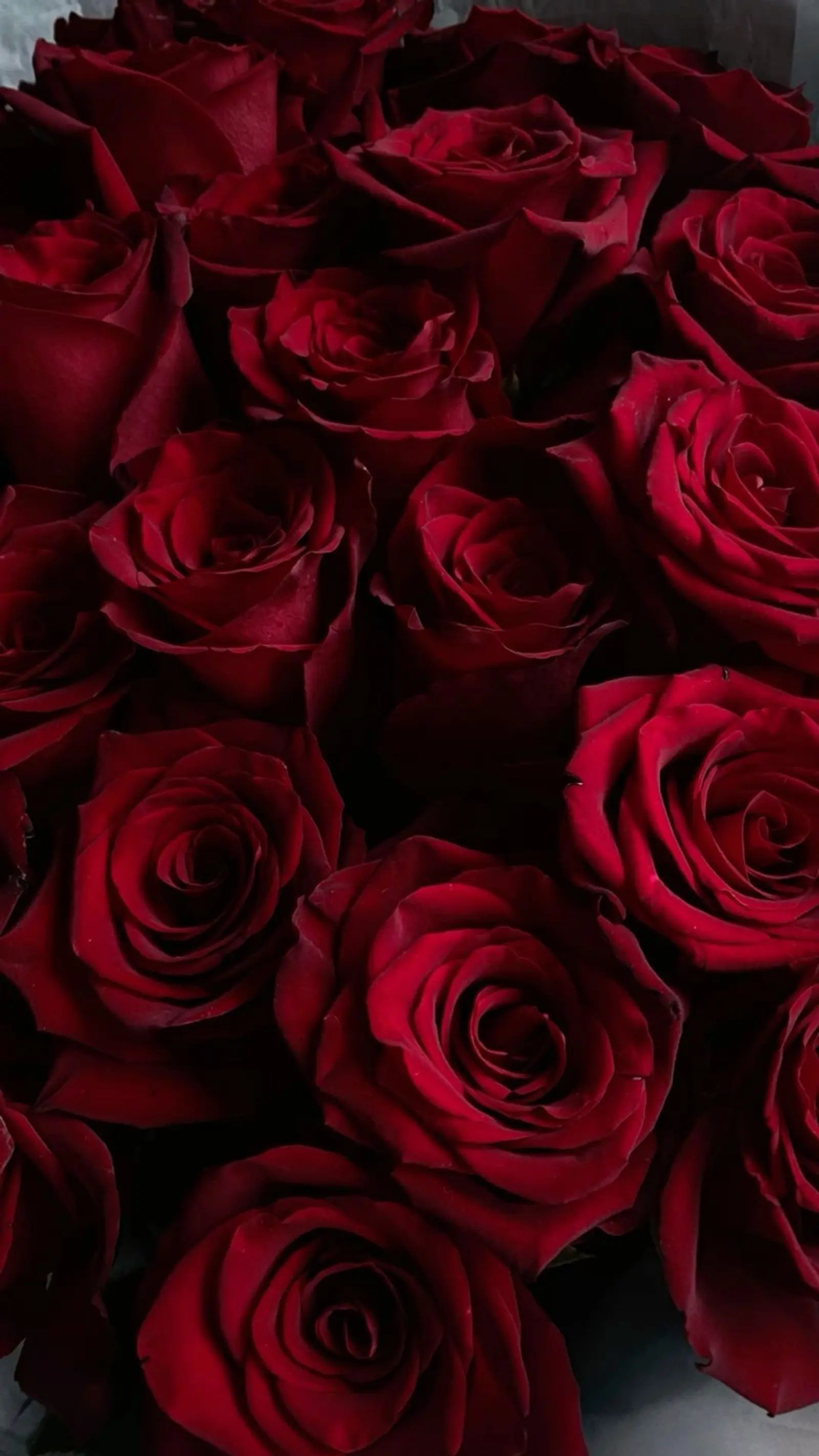 ECUADOR ROSES