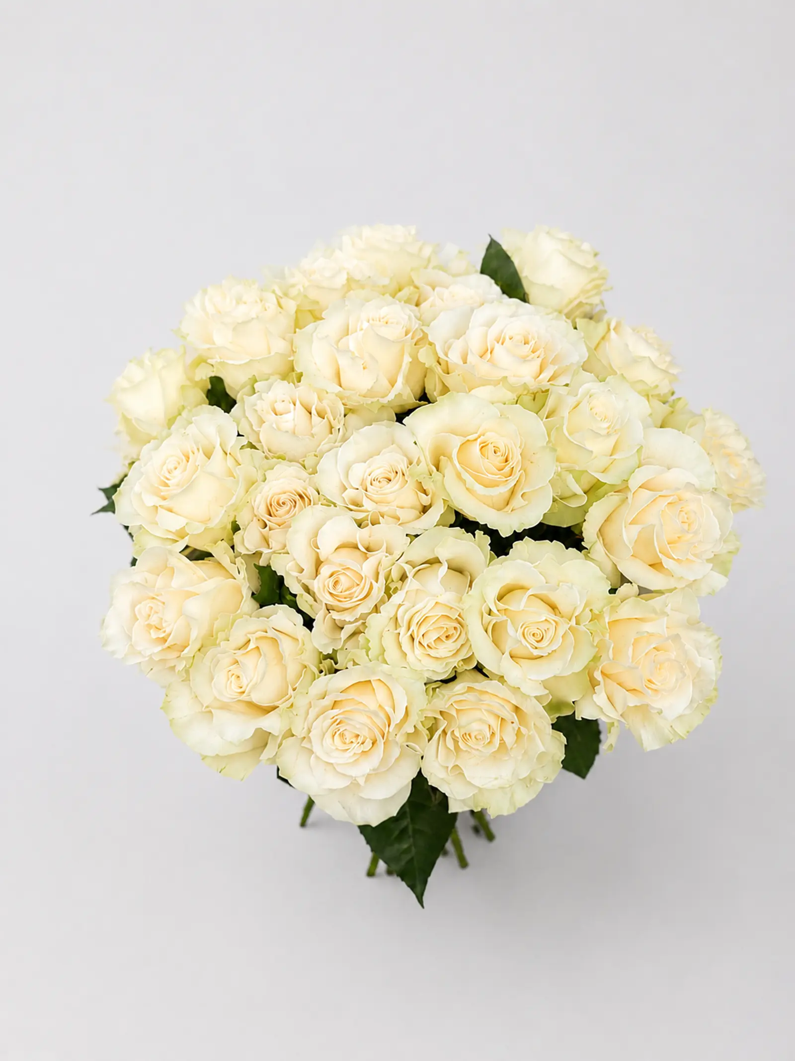 25 FRENCH ROSES